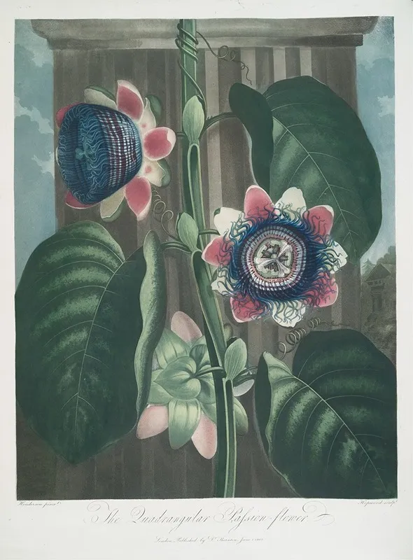 The Quadrangular Passion Flower Wall Art by Robert John Thornton - High-Resolution Digital Print