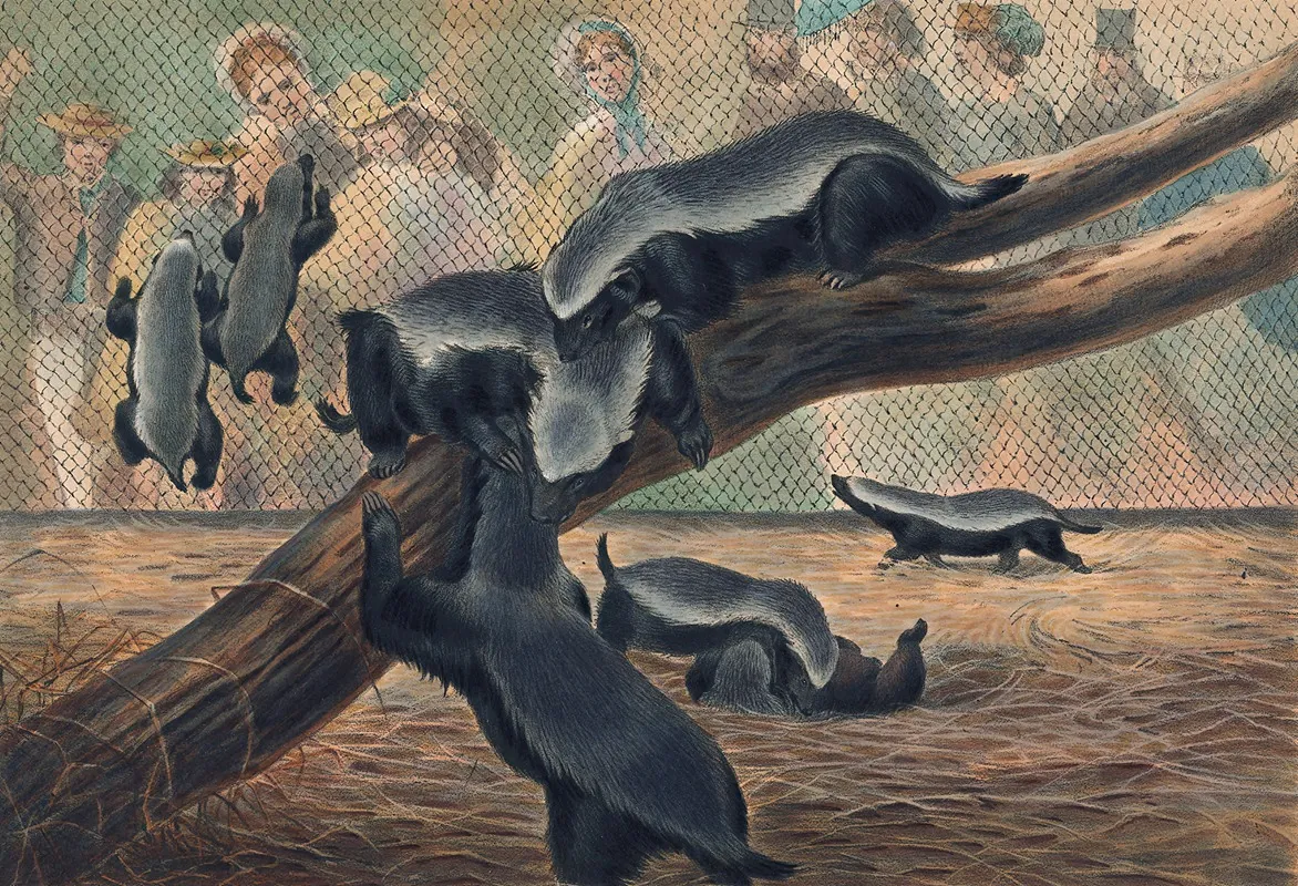 The Ratels Wall Art by Joseph Wolf - High-Resolution Digital Print