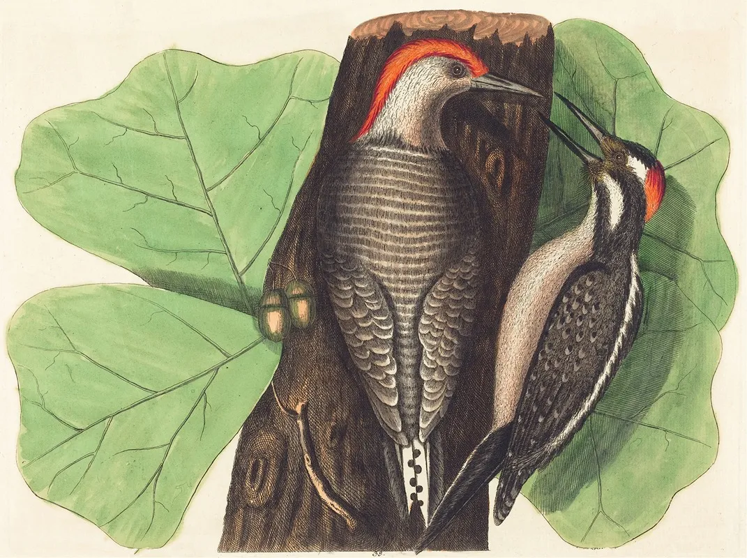 The Red Bellied Woodpecker Picus Carolinus Wall Art by Johann Michael Seligmann - High-Resolution Digital Print