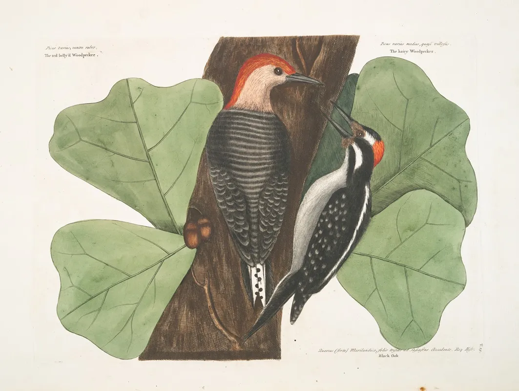 The Red Bellyd Woodpecker The Hairy Woodpecker Black Oak Wall Art by Mark Catesby - High-Resolution Digital Print