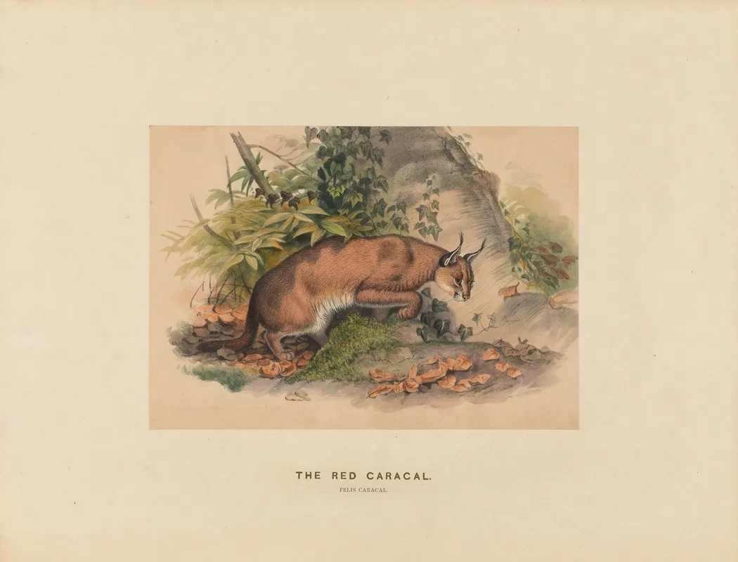 The Red Caracal 2 Wall Art by Joseph Wolf - High-Resolution Digital Print