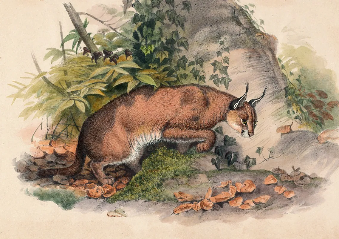 The Red Caracal Wall Art by Joseph Wolf - High-Resolution Digital Print