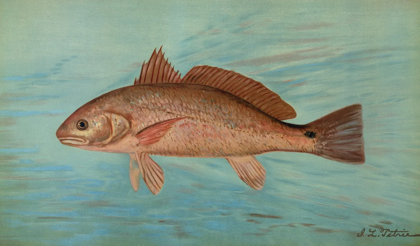 The Red Drum Or Channel Bass Scioena Ocellata Wall Art by John L. Petrie - High-Resolution Digital Print