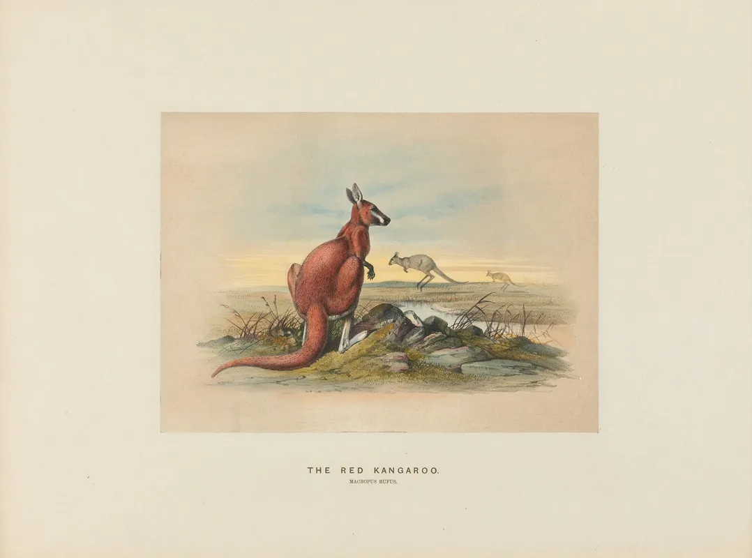 The Red Kangaroo 3 Wall Art by Joseph Wolf - High-Resolution Digital Print