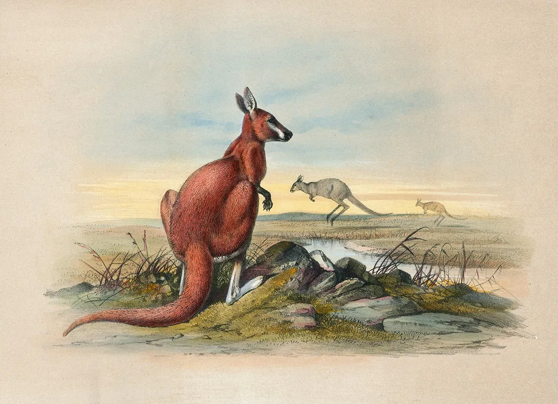 The Red Kangaroo Wall Art by Joseph Wolf - High-Resolution Digital Print