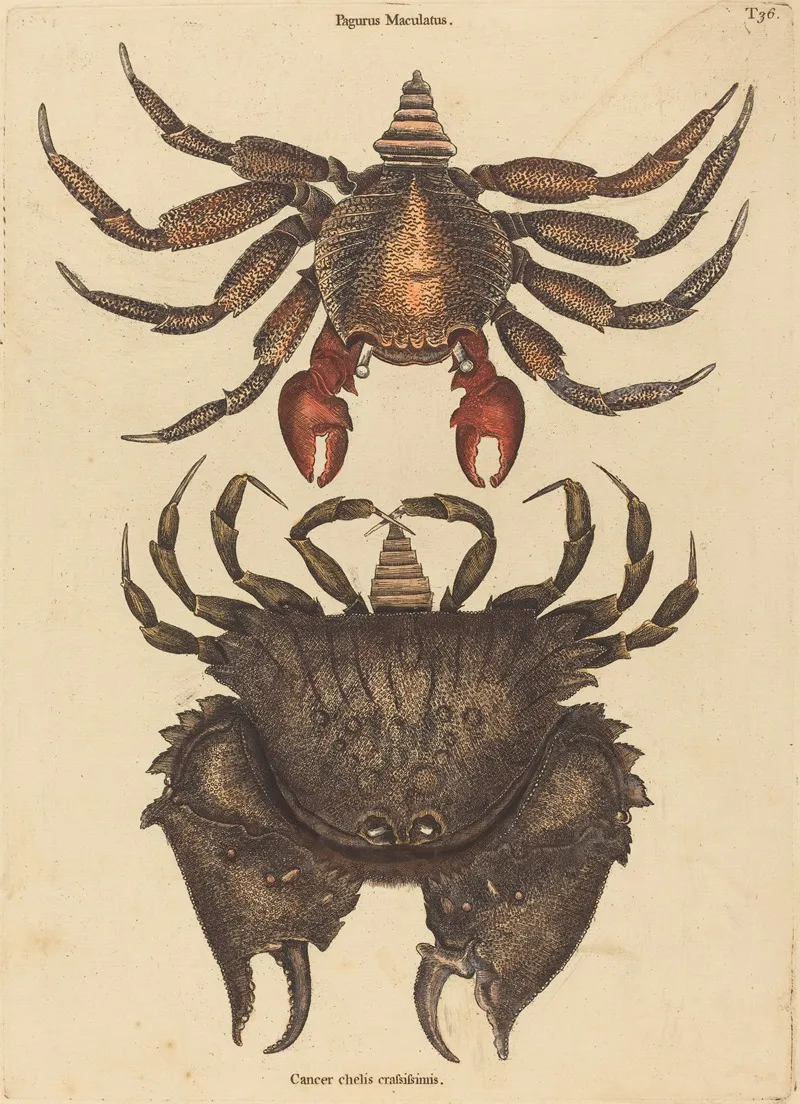 The Red Mottled Rock Crab Cancer Grapsus Wall Art by Mark Catesby - High-Resolution Digital Print