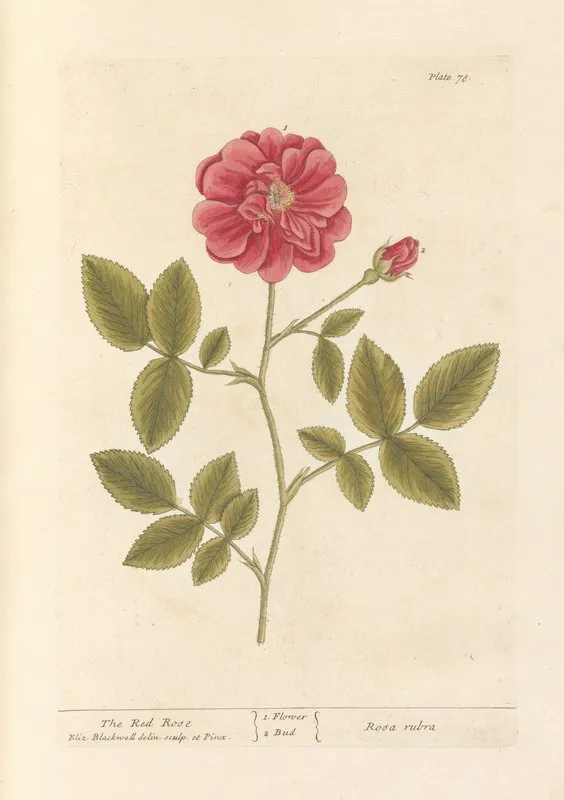 The Red Rose 2 Wall Art by Elizabeth Blackwell - High-Resolution Digital Print