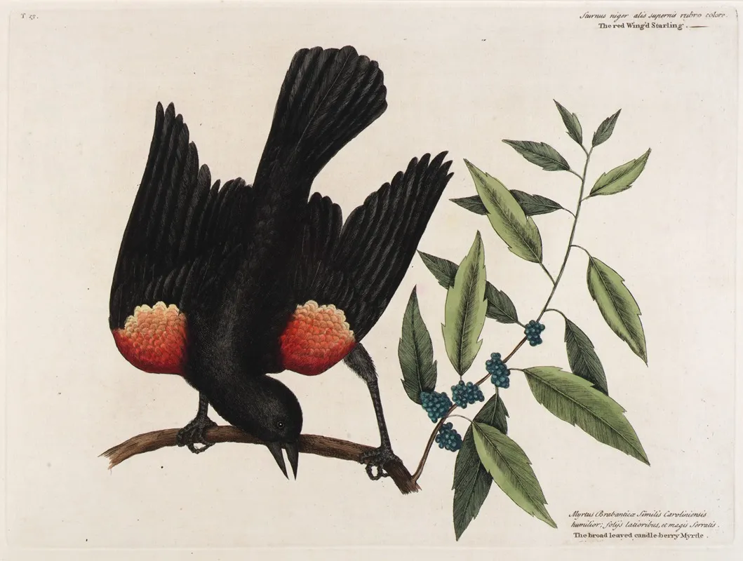 The Red Wingd Starling The Broad Leaved Candle Berry Myrtle Wall Art by Mark Catesby - High-Resolution Digital Print
