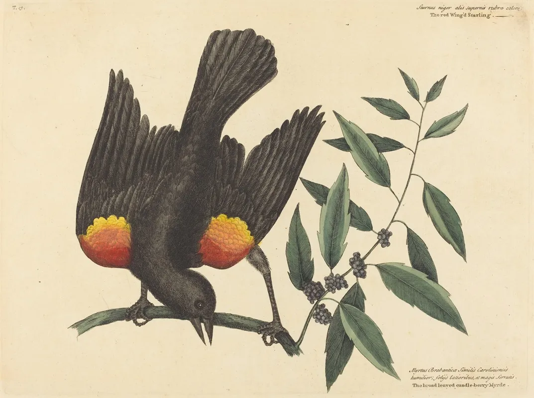 The Red Winged Starling Oriolus Phoeniceus Wall Art by Mark Catesby - High-Resolution Digital Print