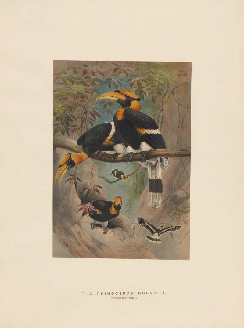 The Rhinoceros Hornbill 2 Wall Art by Joseph Wolf - High-Resolution Digital Print