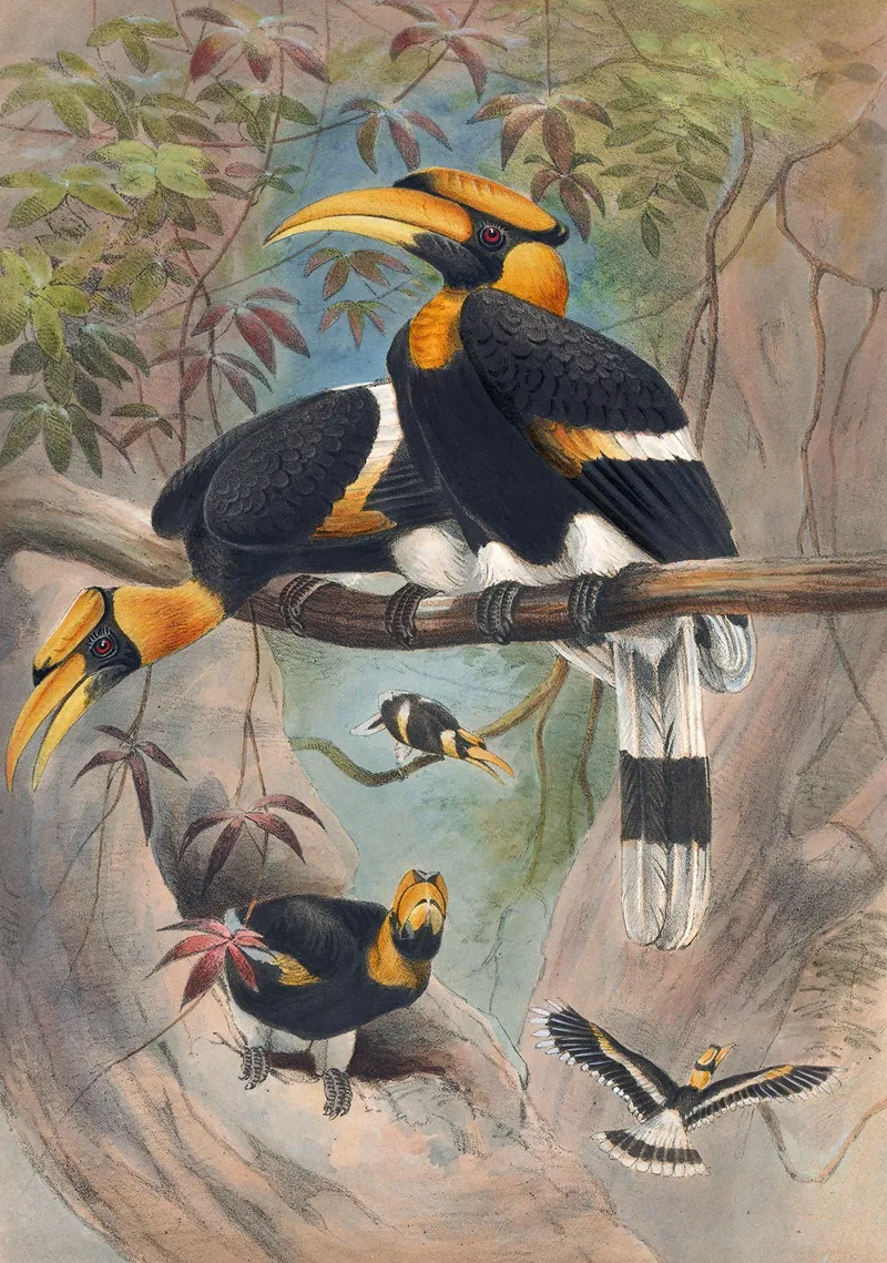 The Rhinoceros Hornbill Wall Art by Joseph Wolf - High-Resolution Digital Print