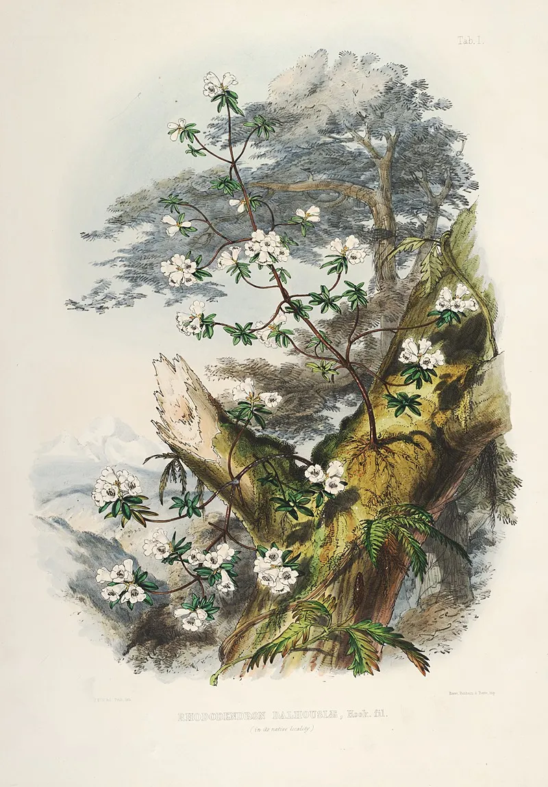 The Rhododendrons Of Sikkim Himalaya Pl 01 Wall Art by Walter Hood Fitch - High-Resolution Digital Print
