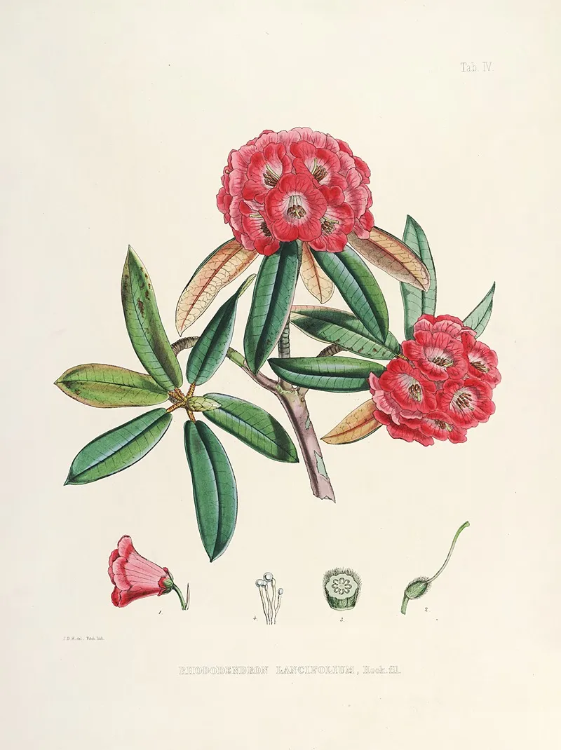 The Rhododendrons Of Sikkim Himalaya Pl 04 Wall Art by Walter Hood Fitch - High-Resolution Digital Print