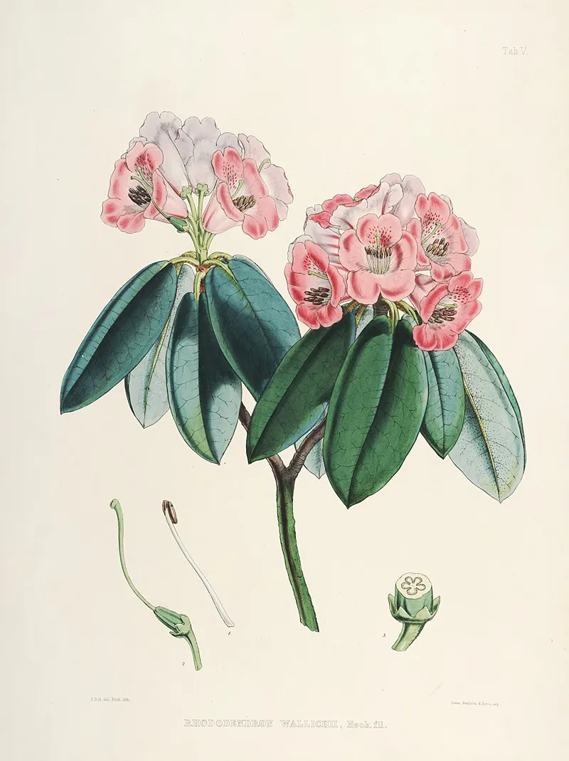 The Rhododendrons Of Sikkim Himalaya Pl 05 Wall Art by Walter Hood Fitch - High-Resolution Digital Print