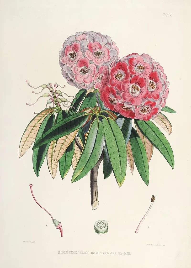 The Rhododendrons Of Sikkim Himalaya Pl 06 Wall Art by Walter Hood Fitch - High-Resolution Digital Print