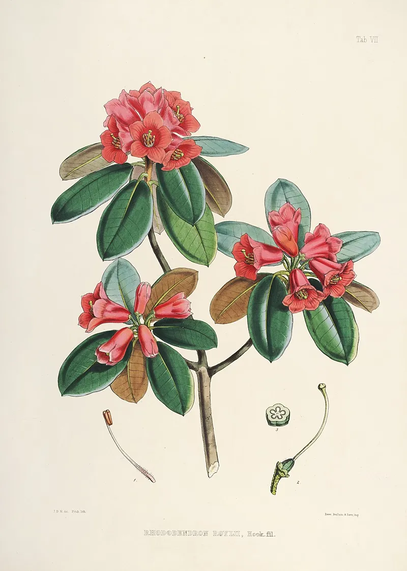 The Rhododendrons Of Sikkim Himalaya Pl 07 Wall Art by Walter Hood Fitch - High-Resolution Digital Print