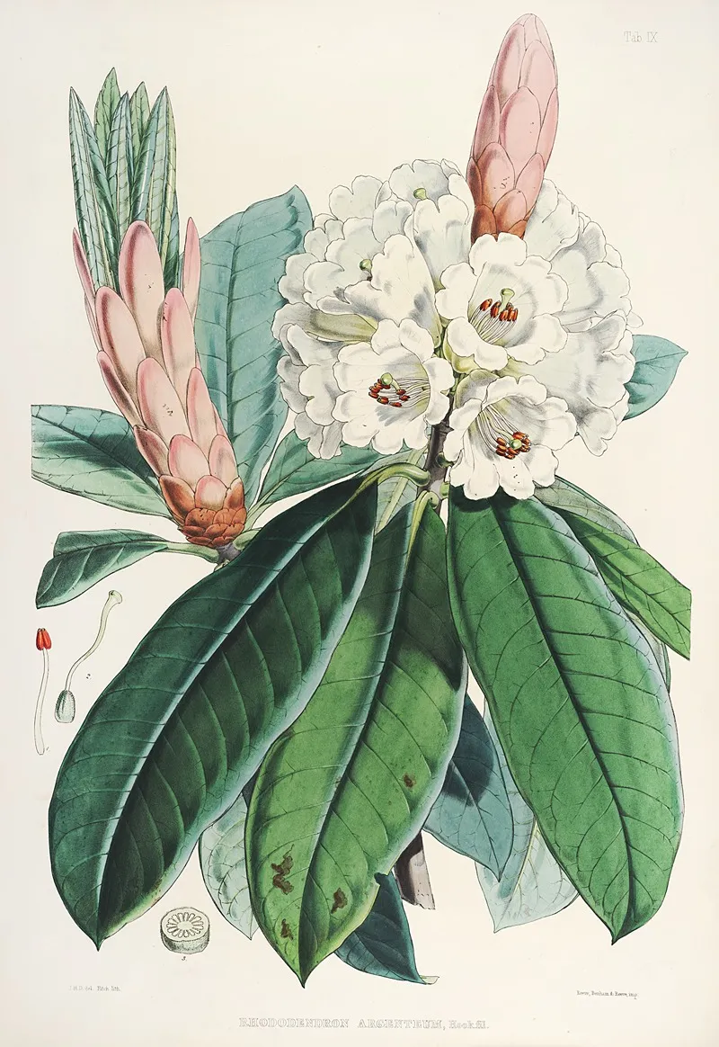 The Rhododendrons Of Sikkim Himalaya Pl 09 Wall Art by Walter Hood Fitch - High-Resolution Digital Print