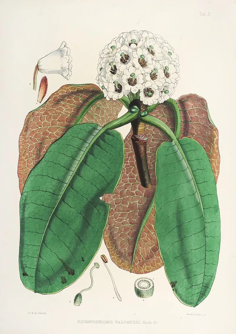 The Rhododendrons Of Sikkim Himalaya Pl 10 Wall Art by Walter Hood Fitch - High-Resolution Digital Print