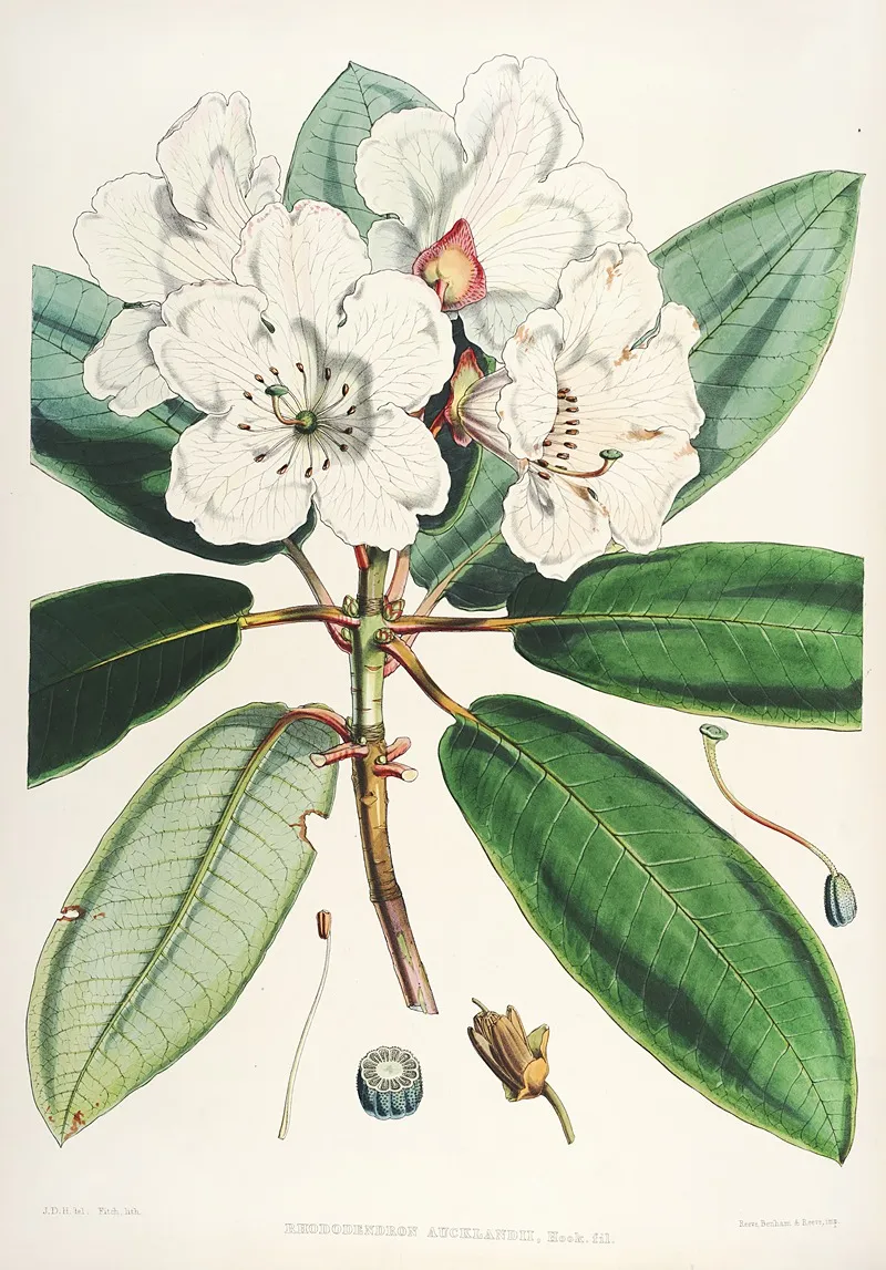The Rhododendrons Of Sikkim Himalaya Pl 11 Wall Art by Walter Hood Fitch - High-Resolution Digital Print
