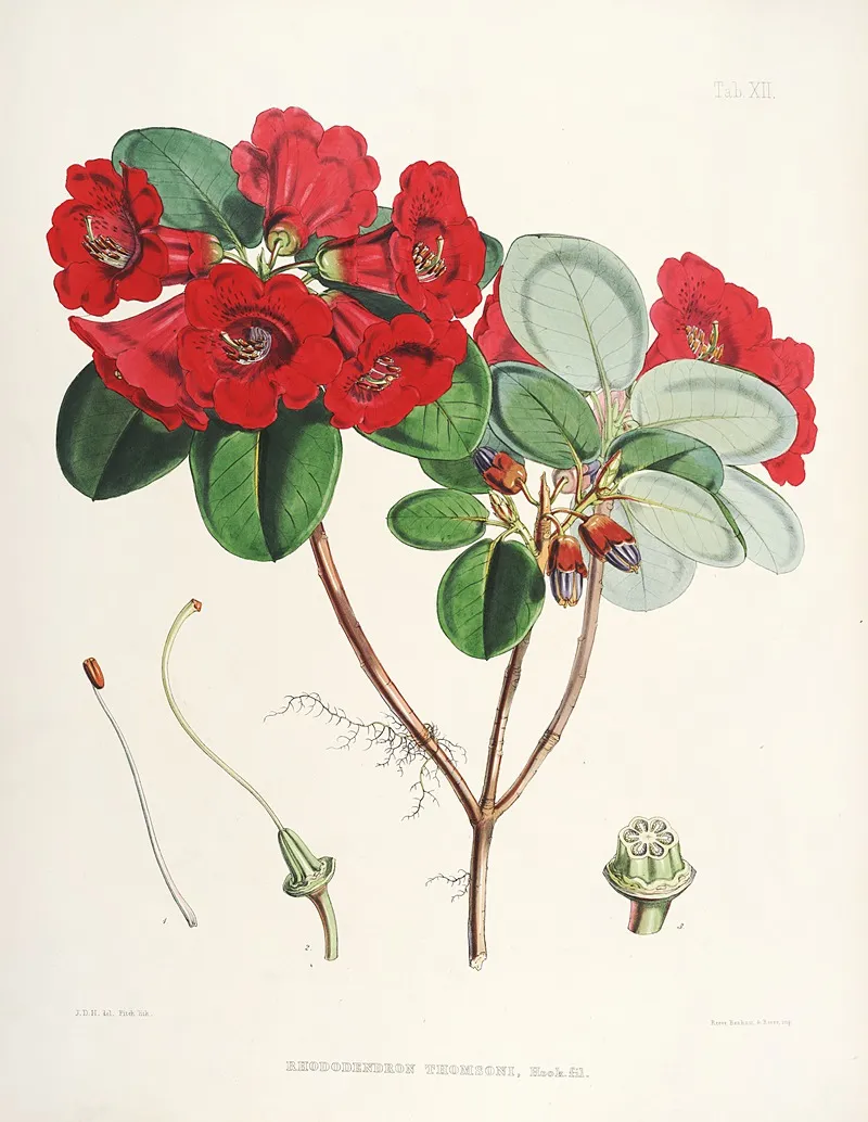 The Rhododendrons Of Sikkim Himalaya Pl 12 Wall Art by Walter Hood Fitch - High-Resolution Digital Print