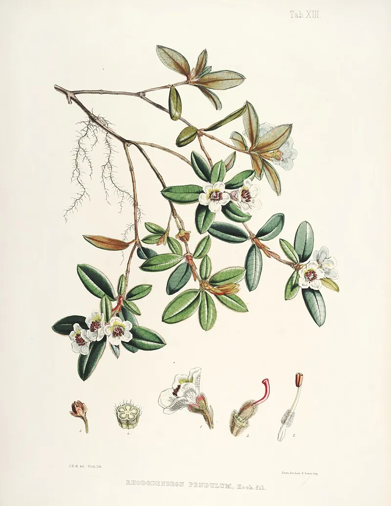 The Rhododendrons Of Sikkim Himalaya Pl 13 Wall Art by Walter Hood Fitch - High-Resolution Digital Print