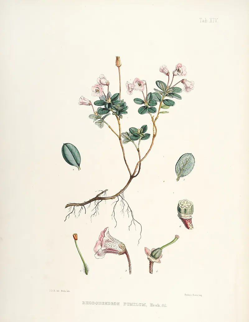 The Rhododendrons Of Sikkim Himalaya Pl 14 Wall Art by Walter Hood Fitch - High-Resolution Digital Print