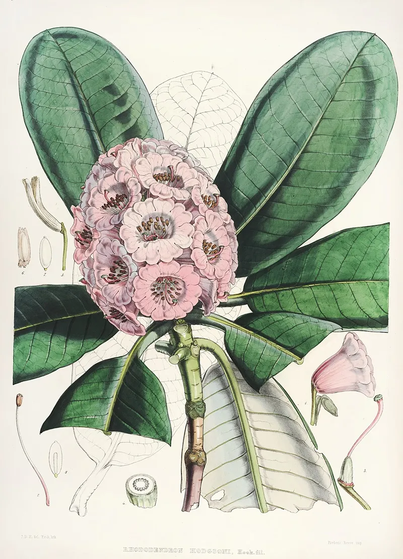 The Rhododendrons Of Sikkim Himalaya Pl 15 Wall Art by Walter Hood Fitch - High-Resolution Digital Print