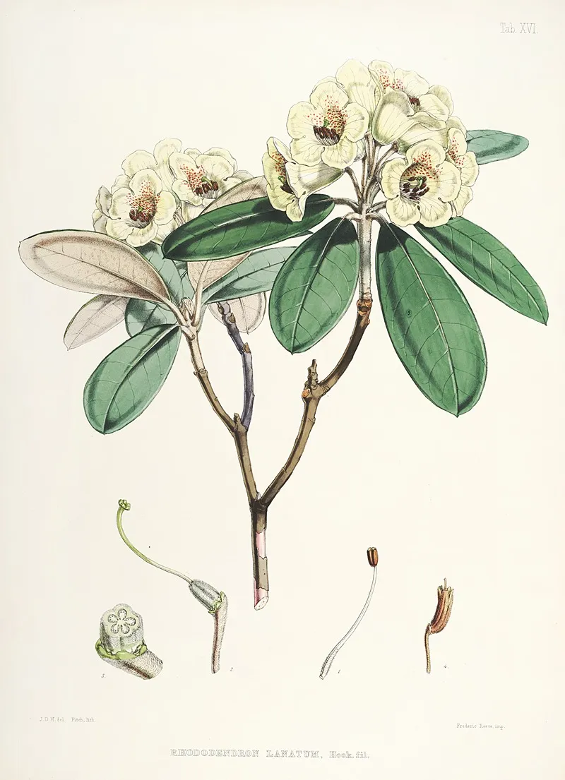 The Rhododendrons Of Sikkim Himalaya Pl 16 Wall Art by Walter Hood Fitch - High-Resolution Digital Print
