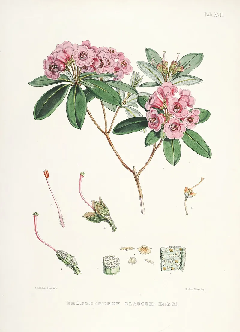 The Rhododendrons Of Sikkim Himalaya Pl 17 Wall Art by Walter Hood Fitch - High-Resolution Digital Print
