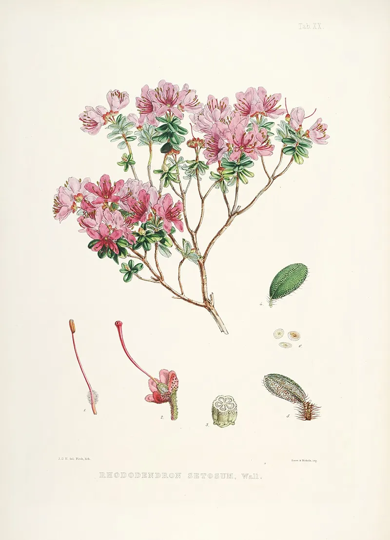 The Rhododendrons Of Sikkim Himalaya Pl 20 Wall Art by Walter Hood Fitch - High-Resolution Digital Print