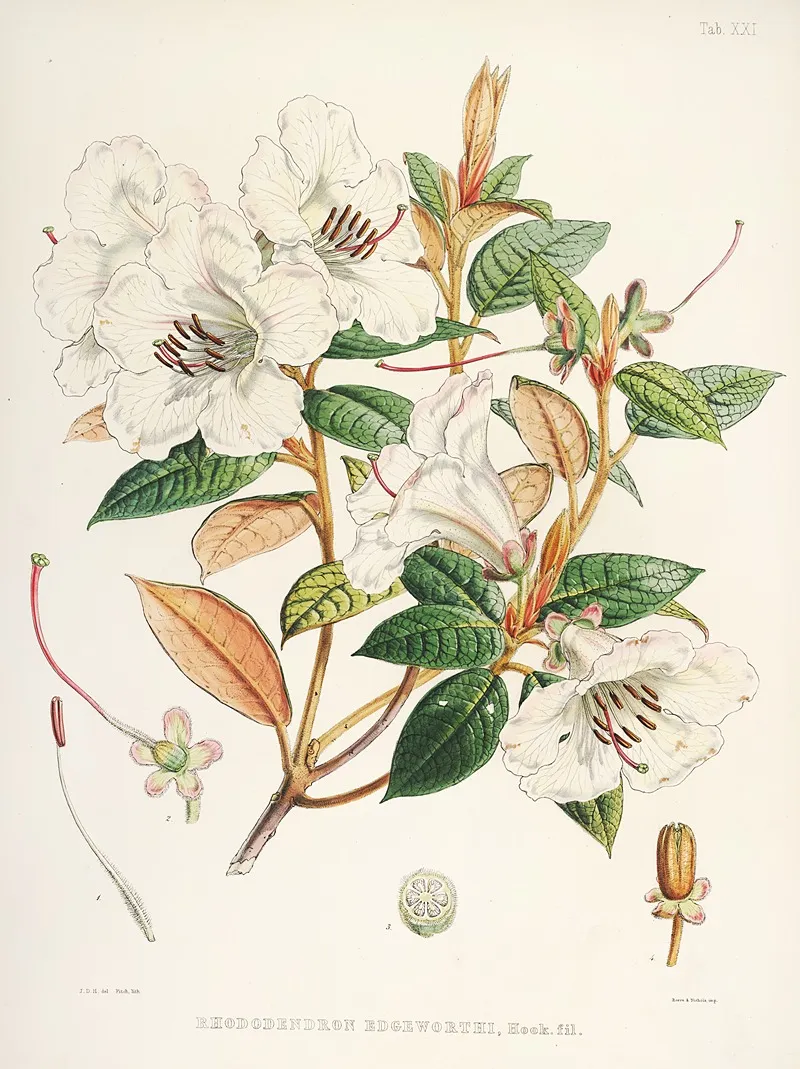 The Rhododendrons Of Sikkim Himalaya Pl 21 Wall Art by Walter Hood Fitch - High-Resolution Digital Print
