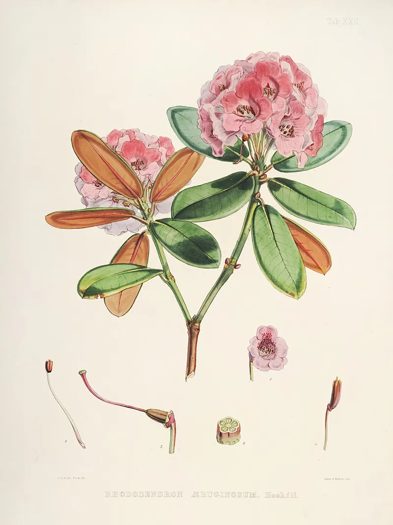 The Rhododendrons Of Sikkim Himalaya Pl 22 Wall Art by Walter Hood Fitch - High-Resolution Digital Print