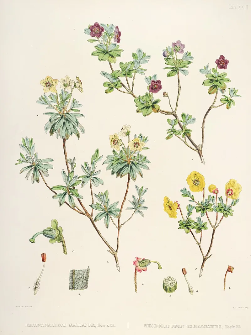 The Rhododendrons Of Sikkim Himalaya Pl 23 Wall Art by Walter Hood Fitch - High-Resolution Digital Print
