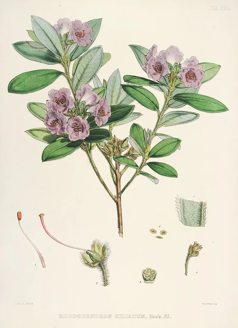 The Rhododendrons Of Sikkim Himalaya Pl 24 Wall Art by Walter Hood Fitch - High-Resolution Digital Print