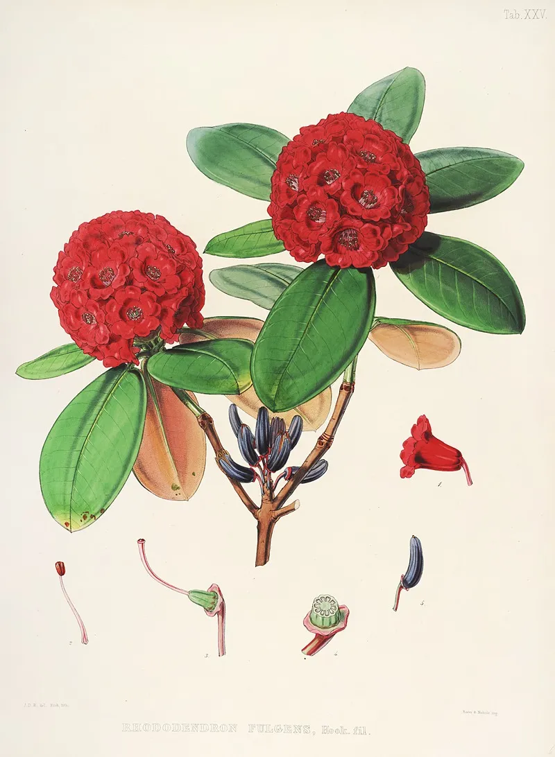 The Rhododendrons Of Sikkim Himalaya Pl 25 Wall Art by Walter Hood Fitch - High-Resolution Digital Print
