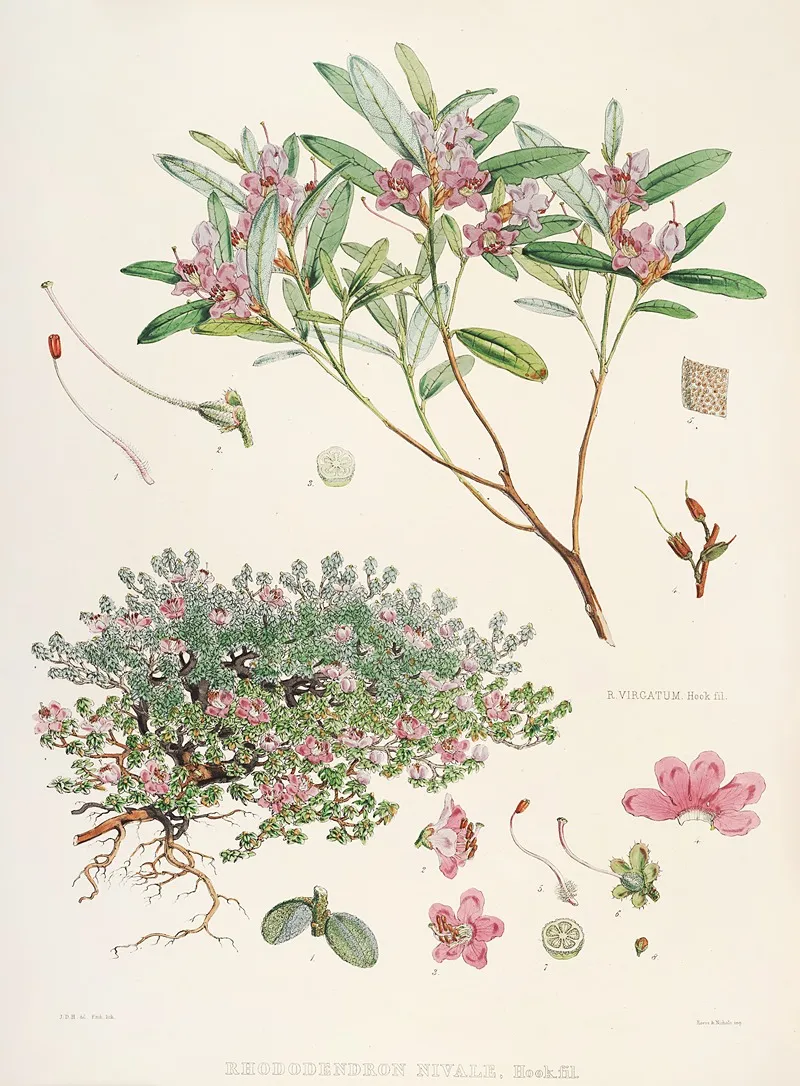 The Rhododendrons Of Sikkim Himalaya Pl 26 Wall Art by Walter Hood Fitch - High-Resolution Digital Print