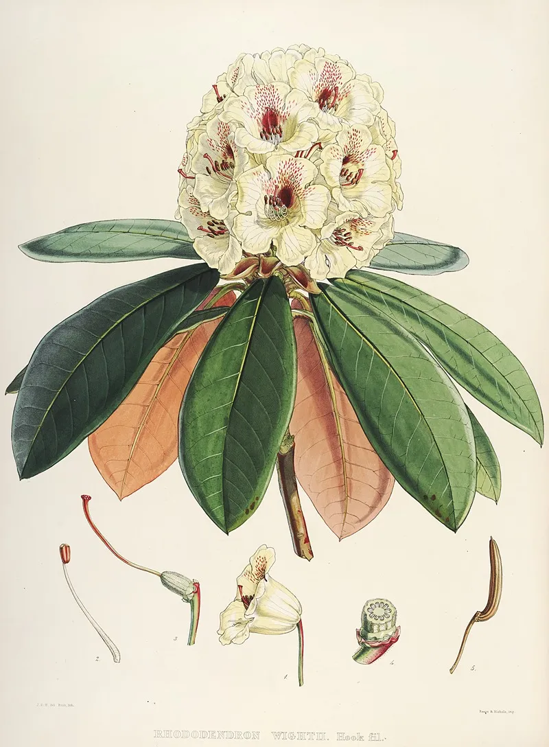 The Rhododendrons Of Sikkim Himalaya Pl 27 Wall Art by Walter Hood Fitch - High-Resolution Digital Print