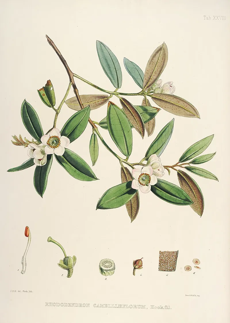 The Rhododendrons Of Sikkim Himalaya Pl 28 Wall Art by Walter Hood Fitch - High-Resolution Digital Print