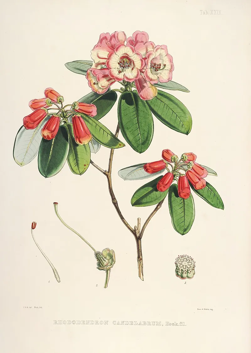 The Rhododendrons Of Sikkim Himalaya Pl 29 Wall Art by Walter Hood Fitch - High-Resolution Digital Print