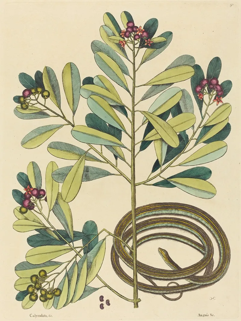 The Ribbon Snake Coluber Saurita Wall Art by Mark Catesby - High-Resolution Digital Print