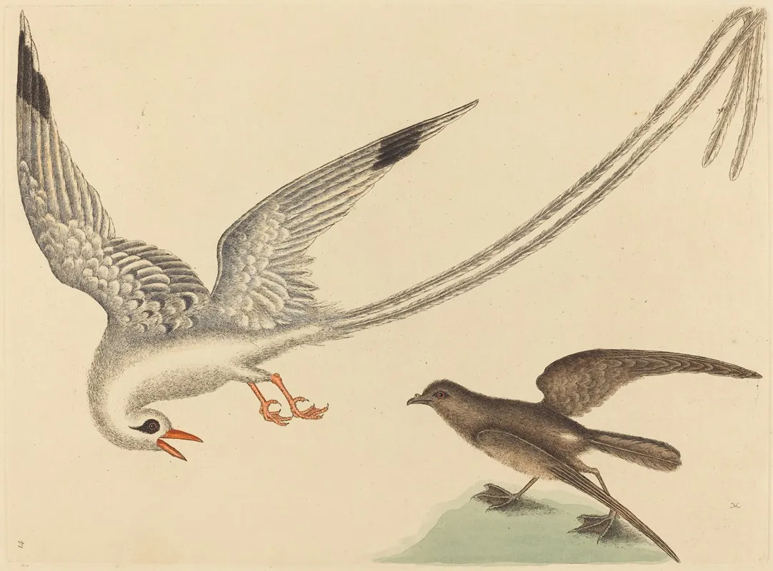 The Rice Bird Emberiza Oryzivora Wall Art by Mark Catesby - High-Resolution Digital Print