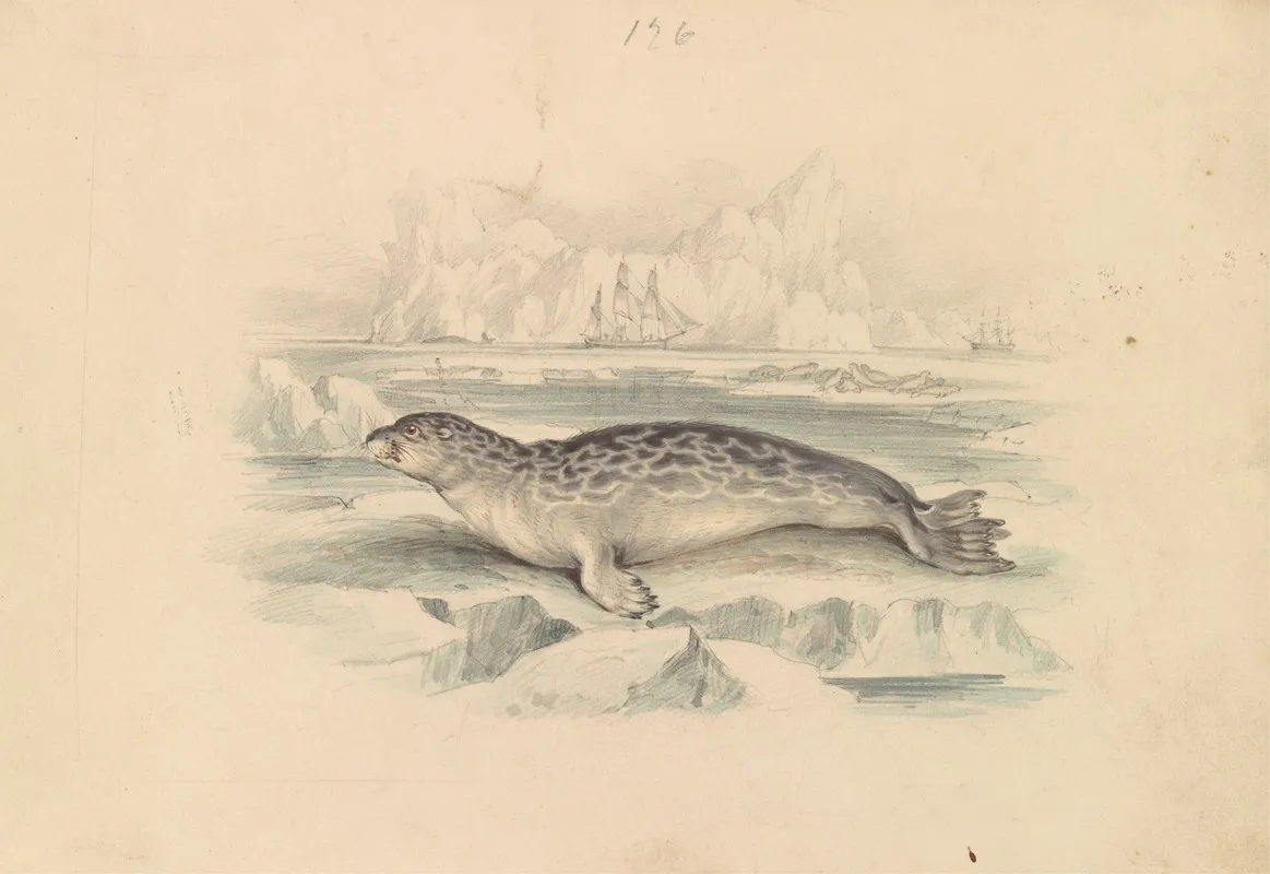 The Ringed Seal Wall Art by James Stewart - High-Resolution Digital Print