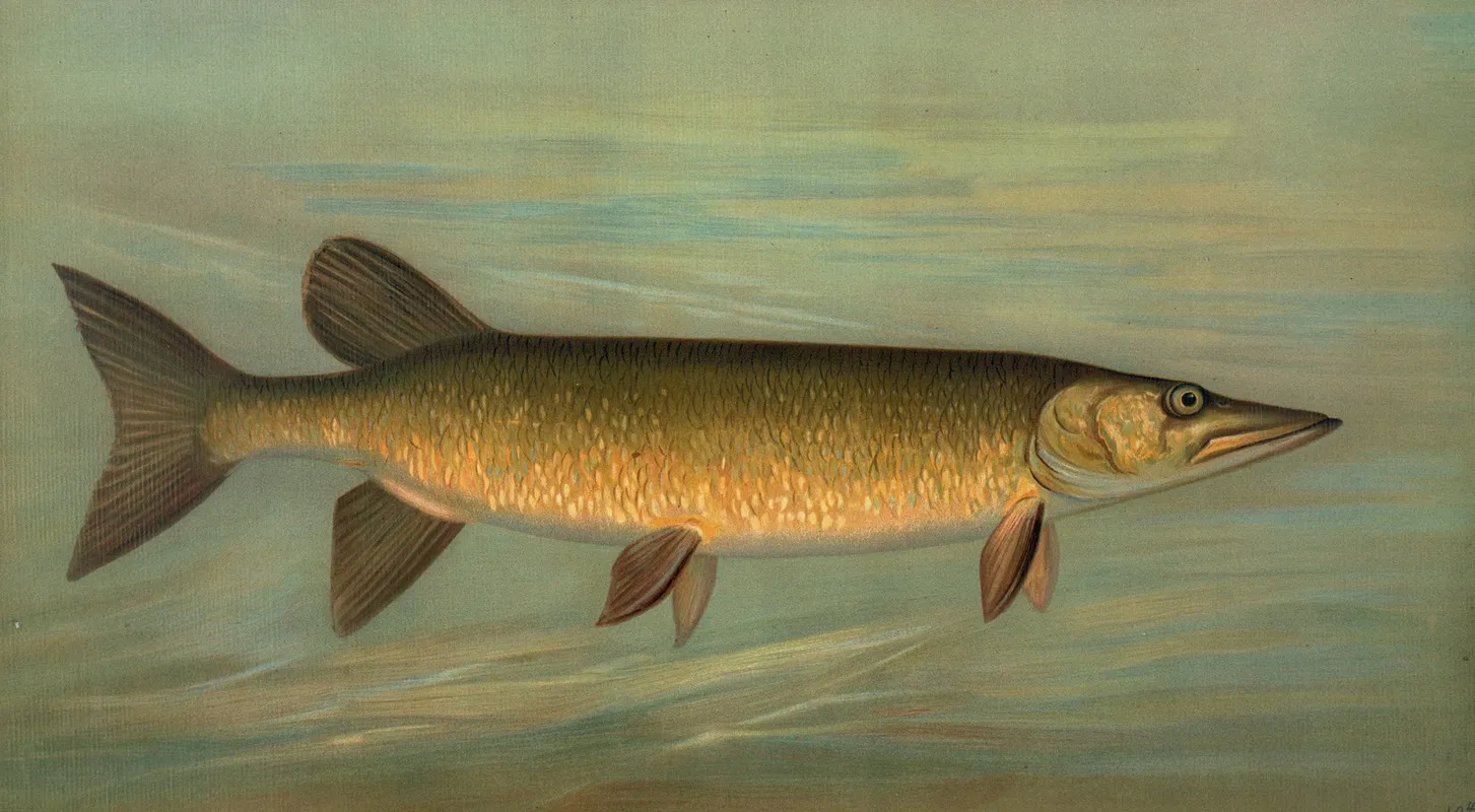 The Rock Bass Ambloplites Rupestris Wall Art by John L. Petrie - High-Resolution Digital Print