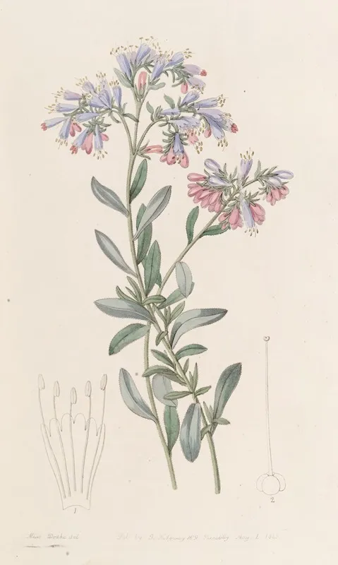 The Rock Bugloss Wall Art by Sydenham Edwards - High-Resolution Digital Print