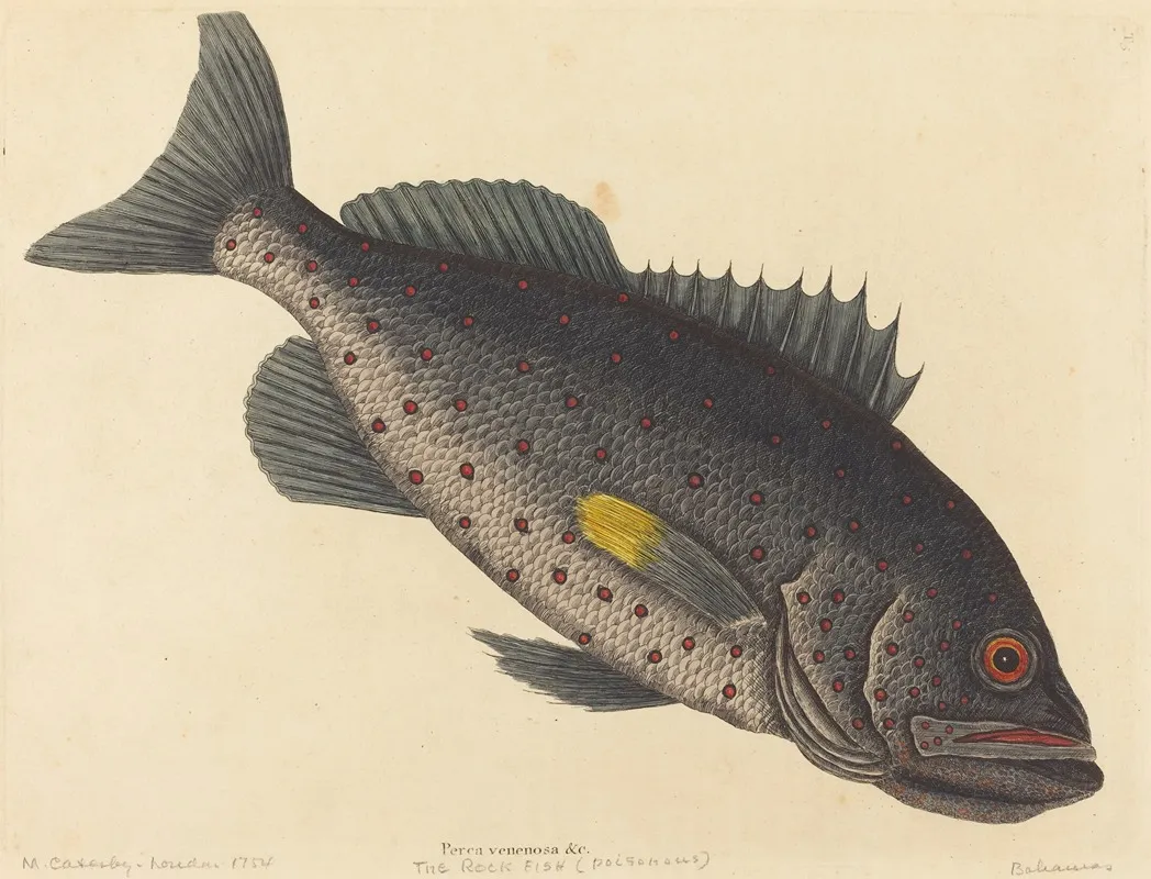 The Rock Fish Perca Venenosa Wall Art by Mark Catesby - High-Resolution Digital Print