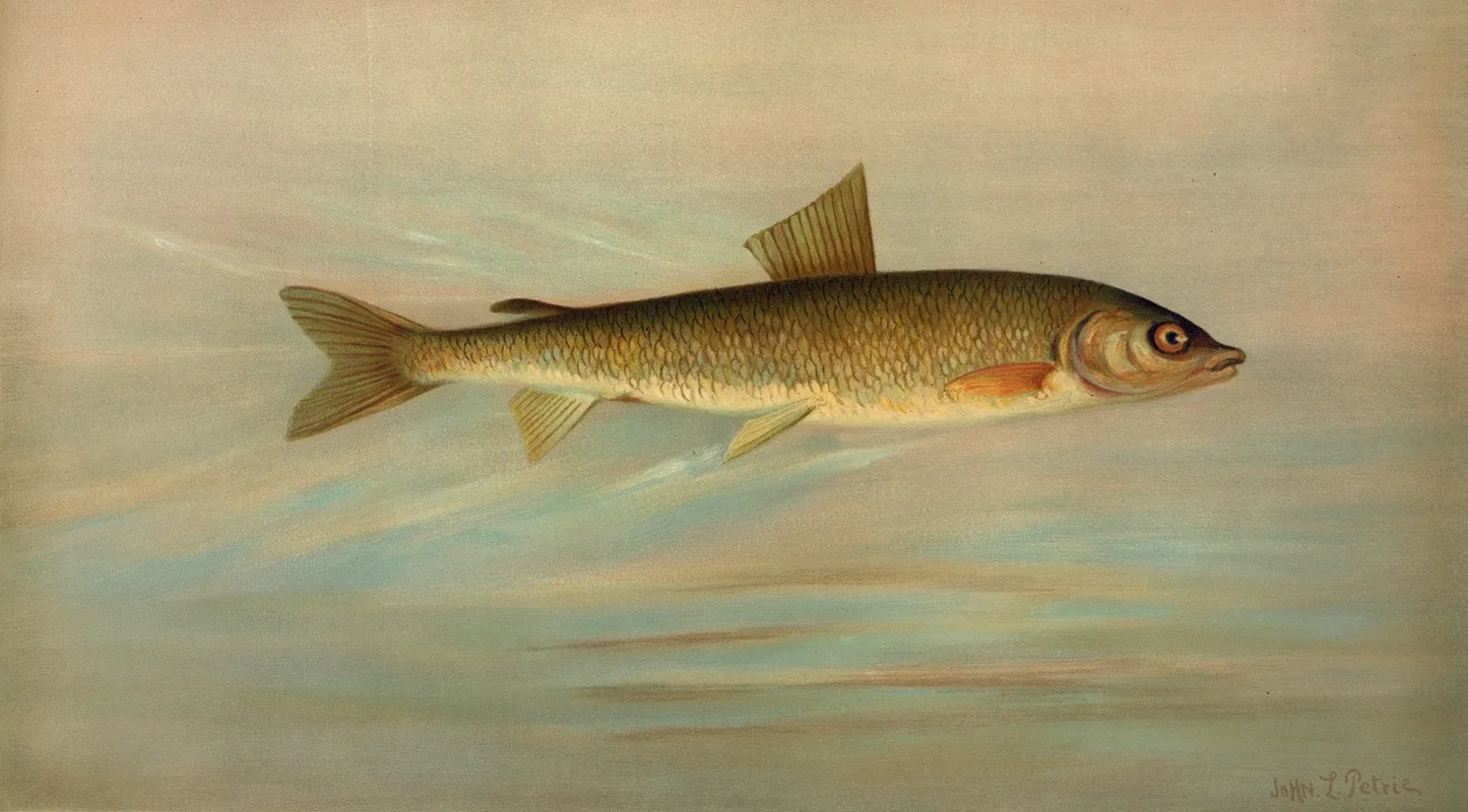 The Rocky Mountain Whitefish Coregonus Williamsoni Wall Art by John L. Petrie - High-Resolution Digital Print
