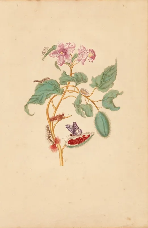 The Rocu Tree With Caterpillars Moths And Butterflies