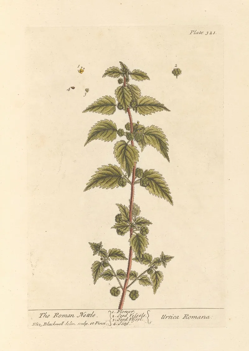 The Roman Nettle Wall Art by Elizabeth Blackwell - High-Resolution Digital Print