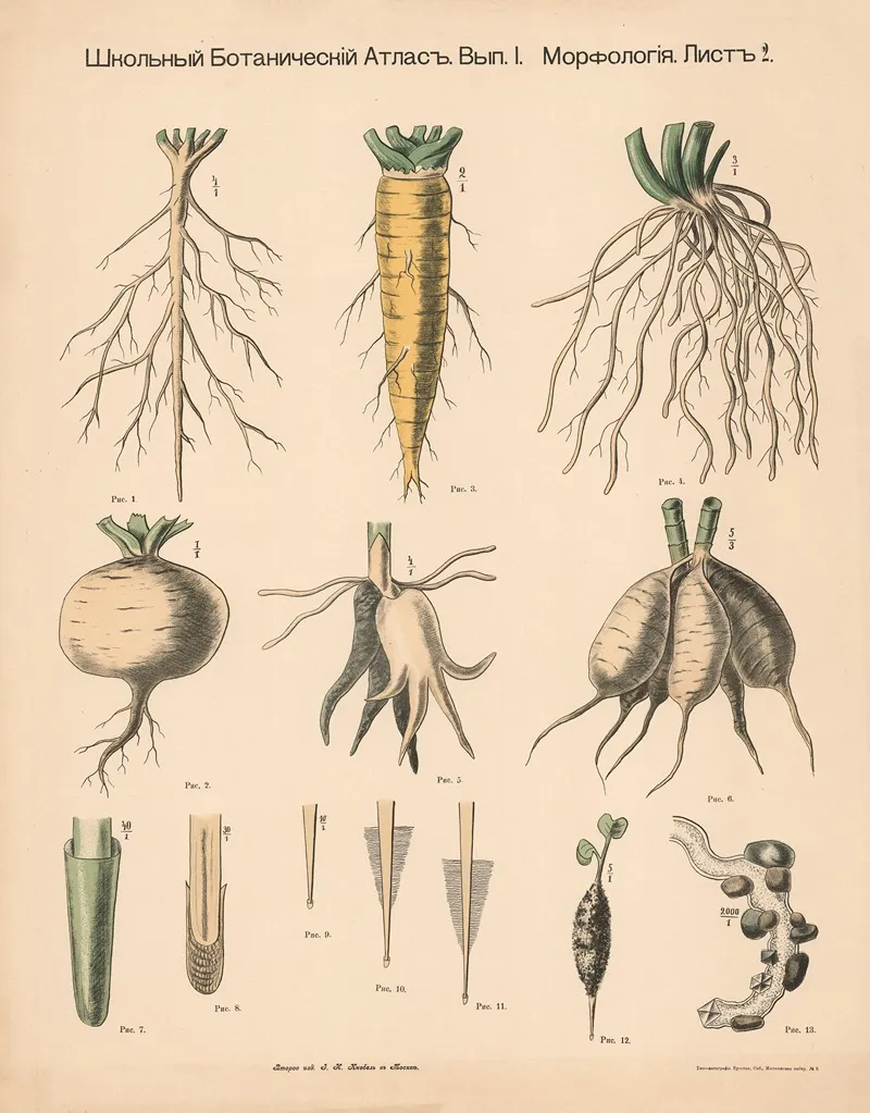 The Root Wall Art by Alexander-Paul Henckel - High-Resolution Digital Print