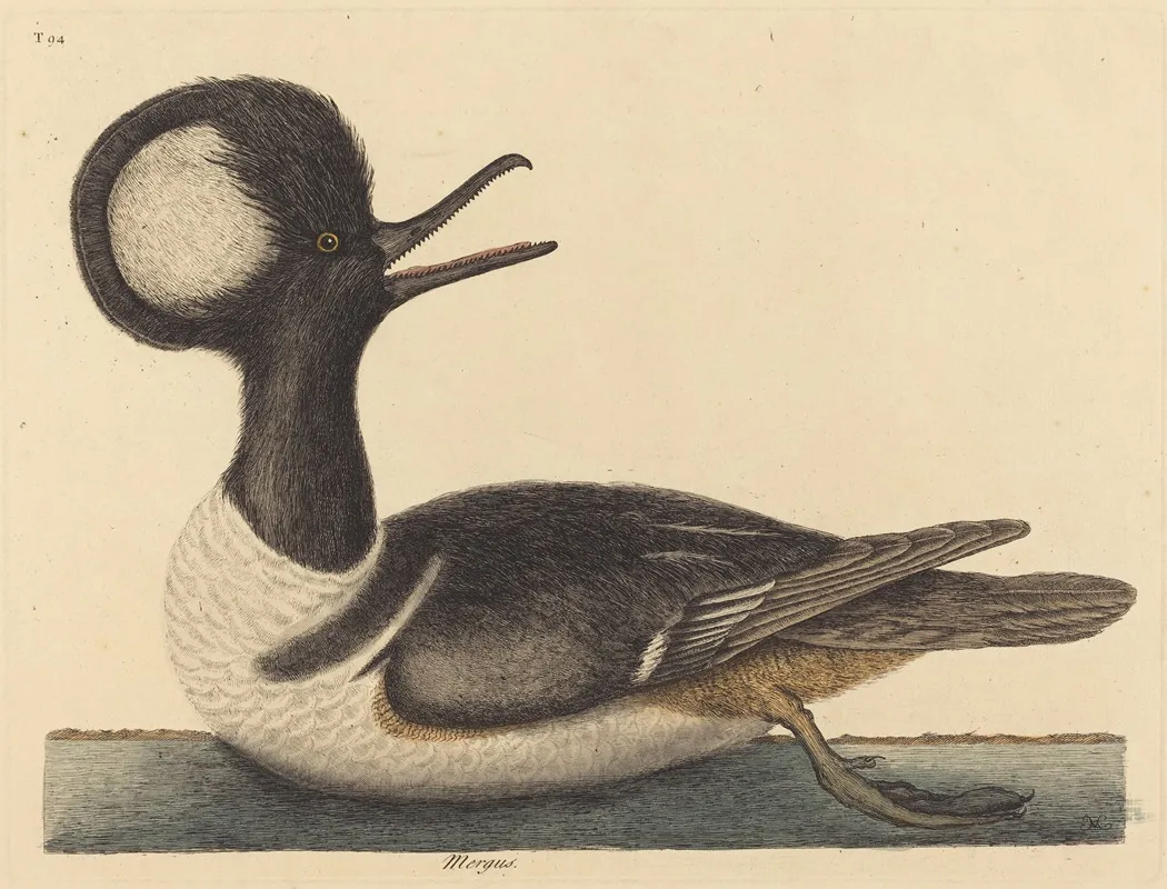 The Round Crested Duck Mergus Cucullatus Wall Art by Mark Catesby - High-Resolution Digital Print